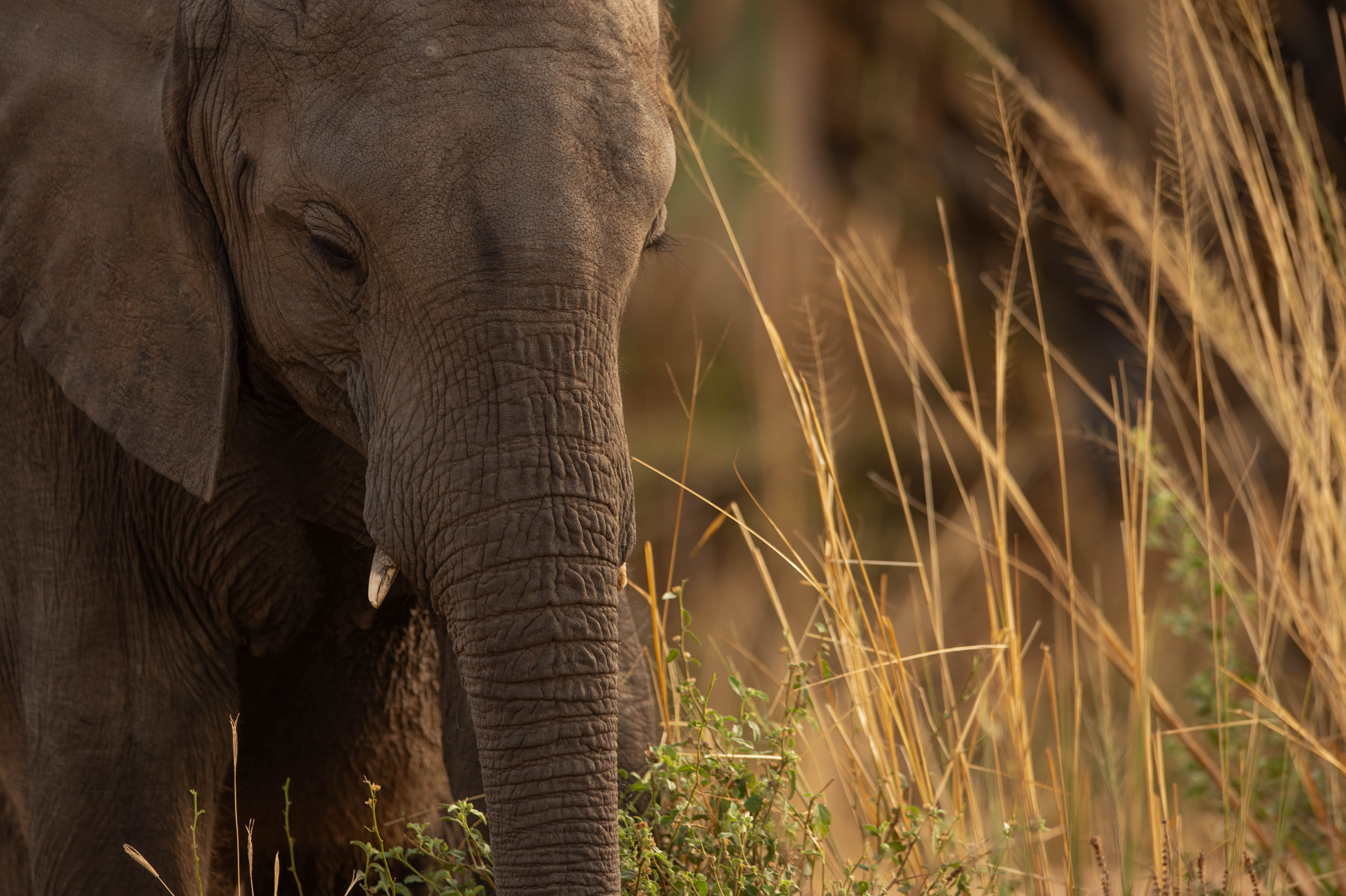 Elephant